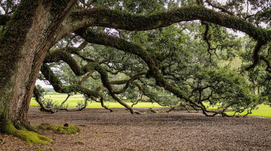 Belfast Tree Surgery – TPOs & Conservation Areas