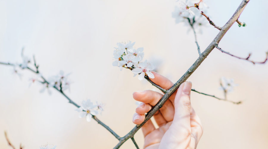 It’s Springtime in Belfast – Time to Consider your Tree Pruning