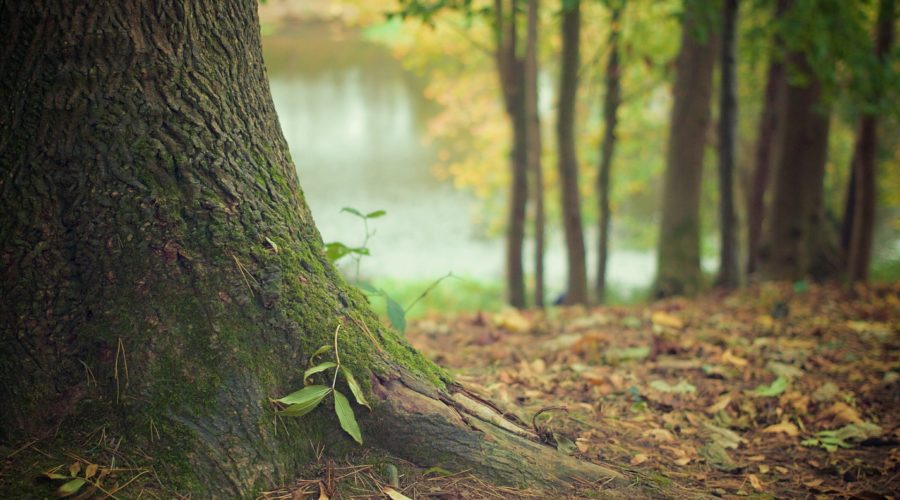 Identifying Dangerous Trees