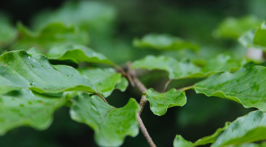 Tree Maintenance in Belfast & Northern Ireland