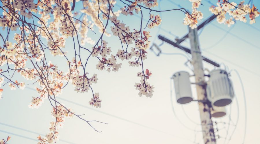 Utility Arboriculture Work