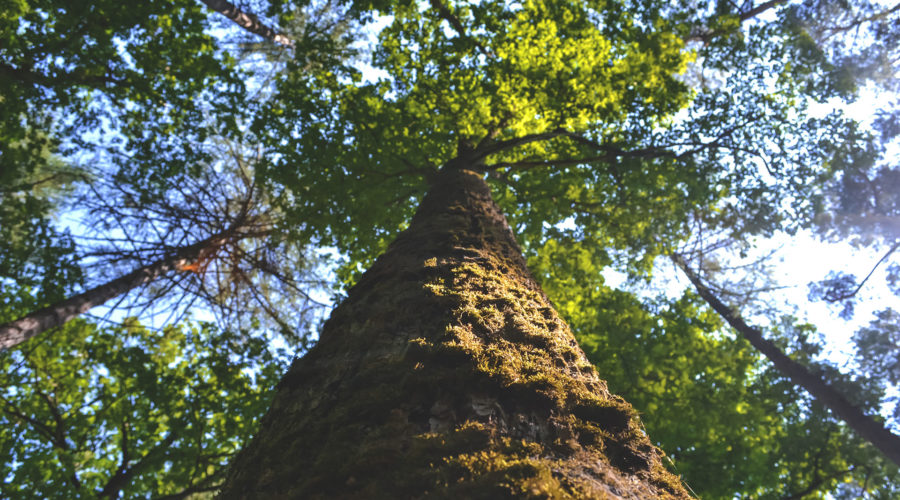 Tree Preservation Orders Northern Ireland