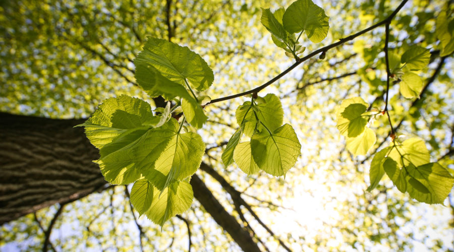 Tree Planting in Belfast & Northern Ireland