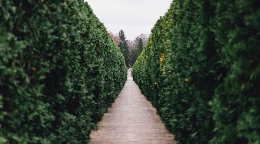 Hedge Cutting in Belfast & Northern Ireland