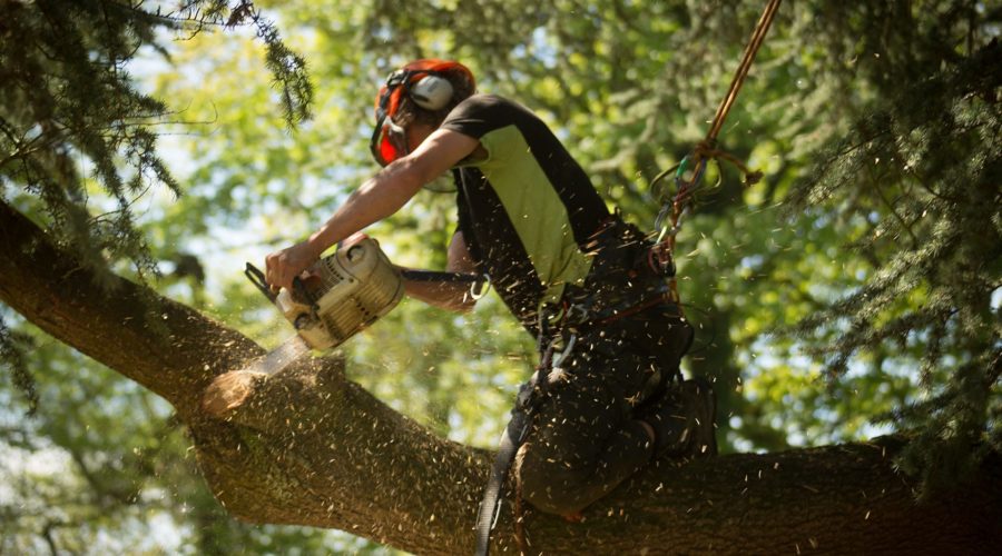 Tree Felling & Removal in Belfast & Northern Ireland