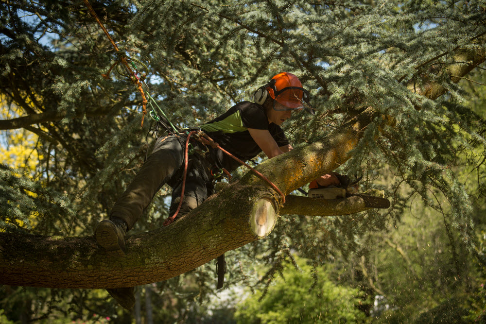 Garden a Little Dark? Let Light in with Summer Tree Pruning